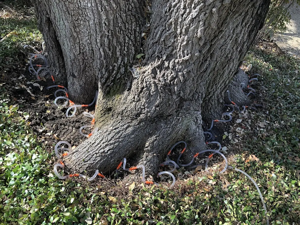 Detailed Tree Cabling and Bracing job site in Croton