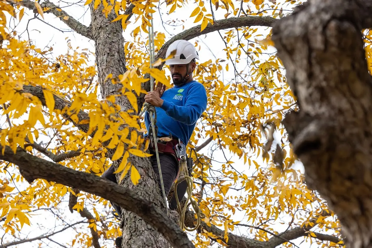 Skilled Tree Planing crew working in Croton