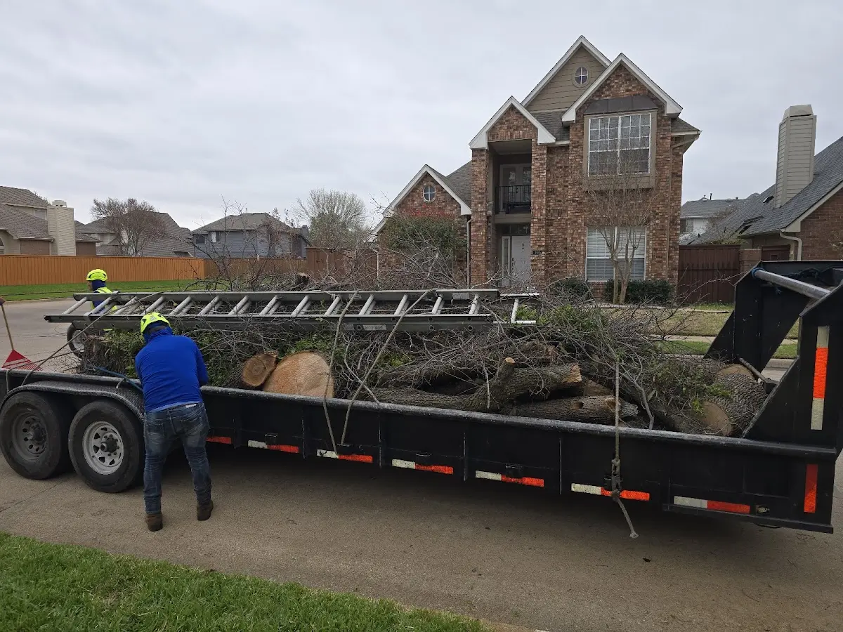 Expert Tree Removal with proper safety equipment in Croton